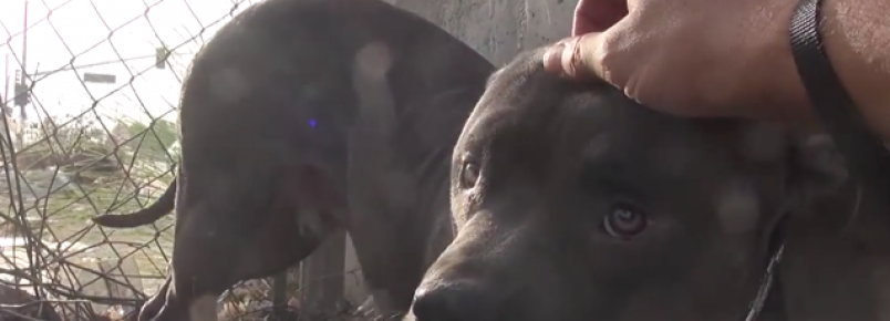 Pit bull que vivia na beira de uma rodovia recebe carinho pela primeira vez